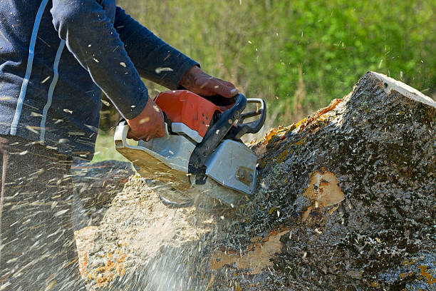 Best Stump Grinding and Removal  in Bing, OR